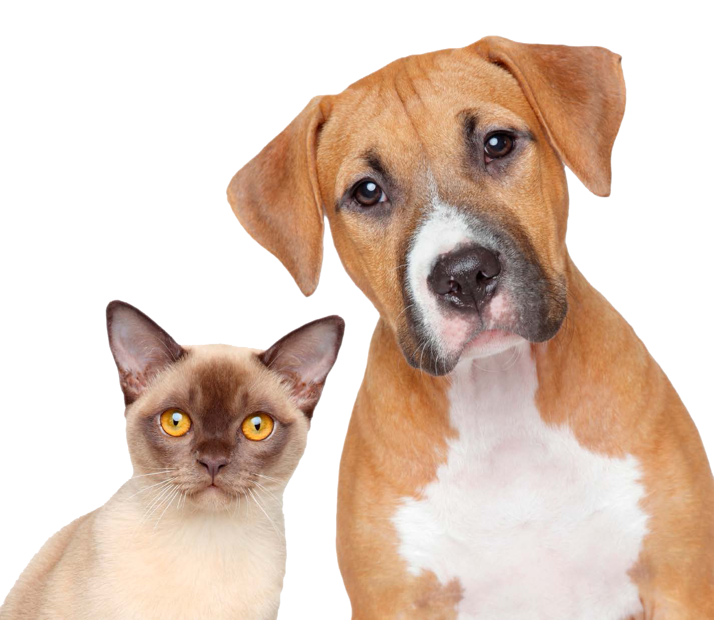 dog and cat